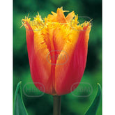 Hectarul - Bulbi de lalea Lambada, 5 bulbi